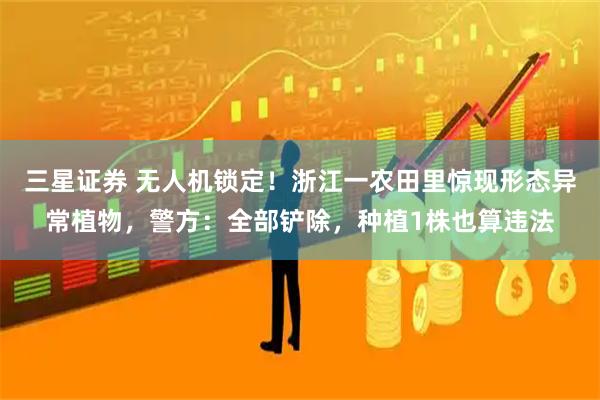 三星证券 无人机锁定！浙江一农田里惊现形态异常植物，警方：全部铲除，种植1株也算违法